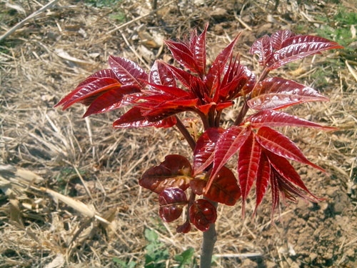 红油香椿