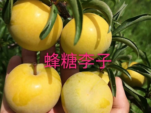 蜂糖李子