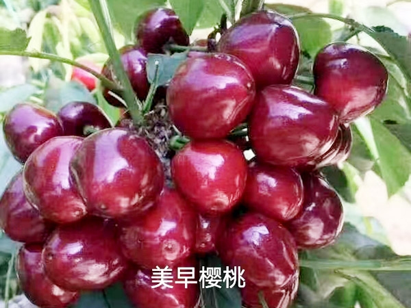 美早