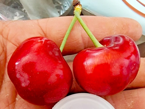 布鲁克斯樱桃