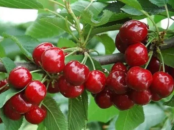 山东矮化樱桃树苗