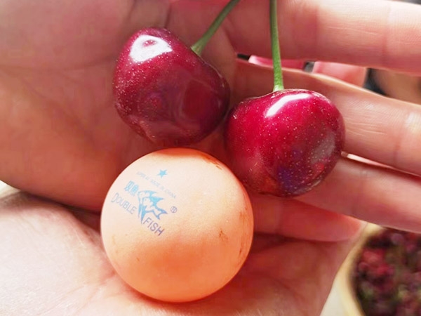 山东矮化樱桃树苗