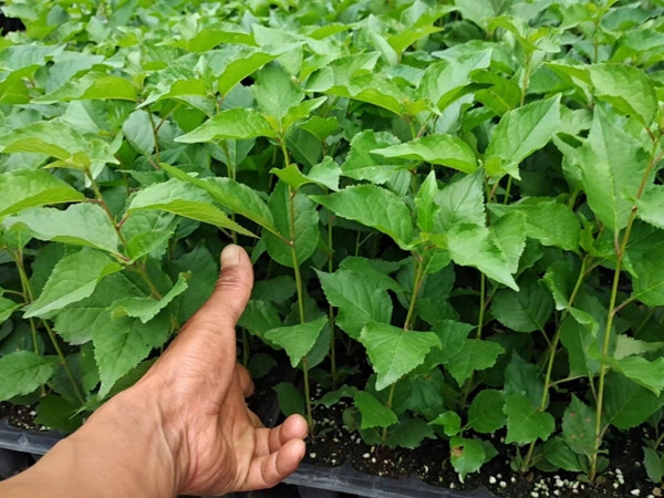 山东矮化樱桃树苗