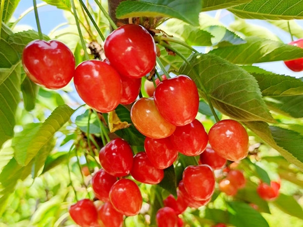 山东樱桃苗种植基地