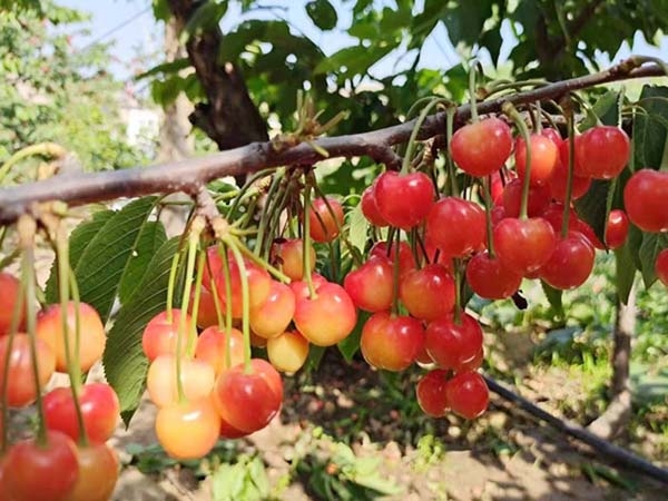 泰安组培樱桃砧木基地