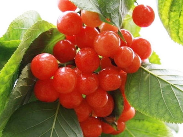 泰安矮化樱桃树苗种植公司