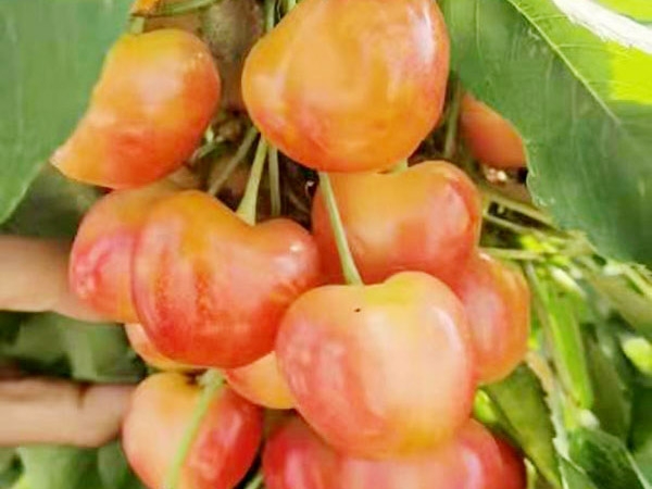 泰安吉塞拉樱桃小苗种植基地