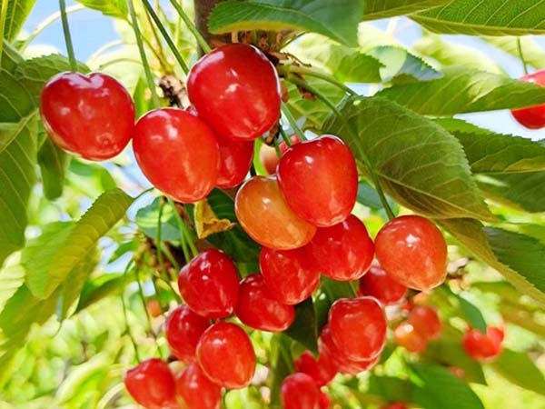 泰安矮化樱桃树苗种植公司