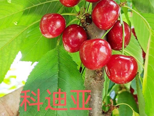 泰安组培樱桃砧木基地哪家好