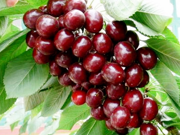 泰安组培樱桃砧木基地哪家好