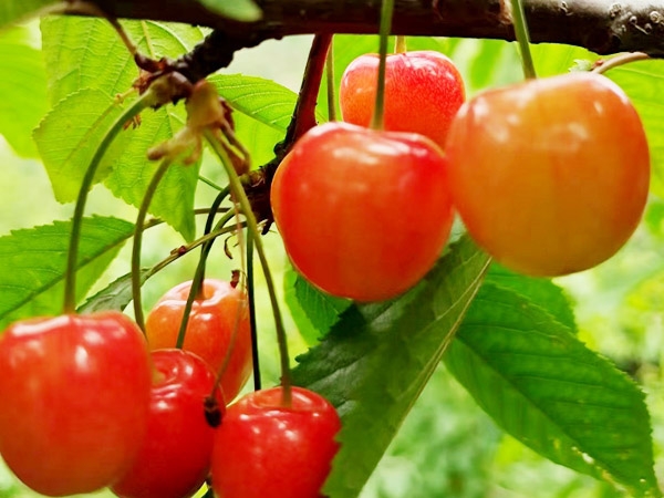 泰安樱桃苗种植公司