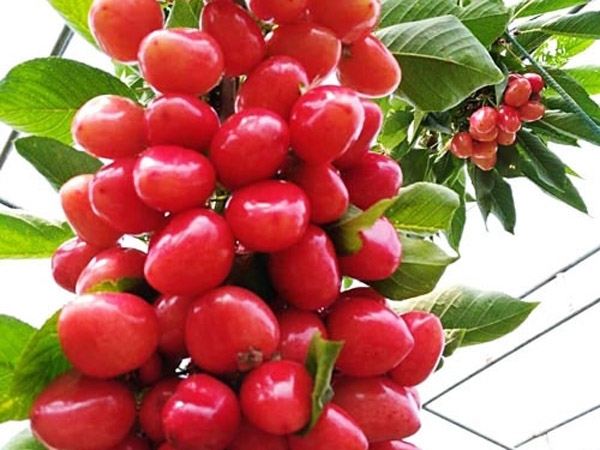 泰安矮化樱桃树苗种植公司