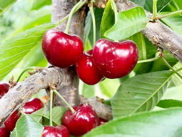 泰安组培樱桃砧木基地