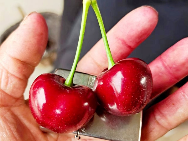 泰安樱桃苗种植公司