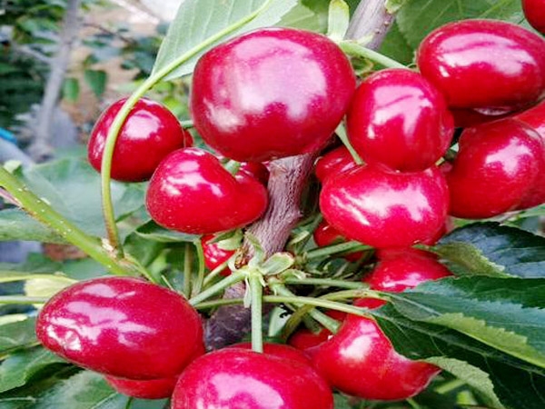 泰安樱桃苗种植公司