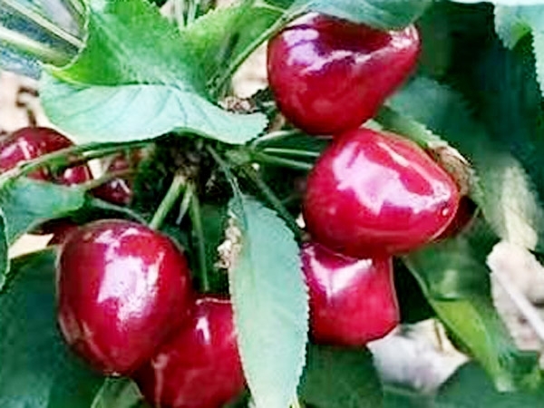 泰安矮化樱桃树苗种植公司